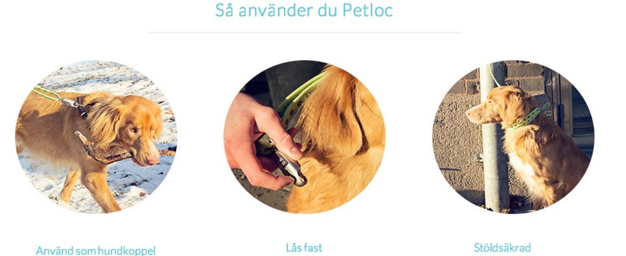 Hundkoppel som skyddar mot hundstöld