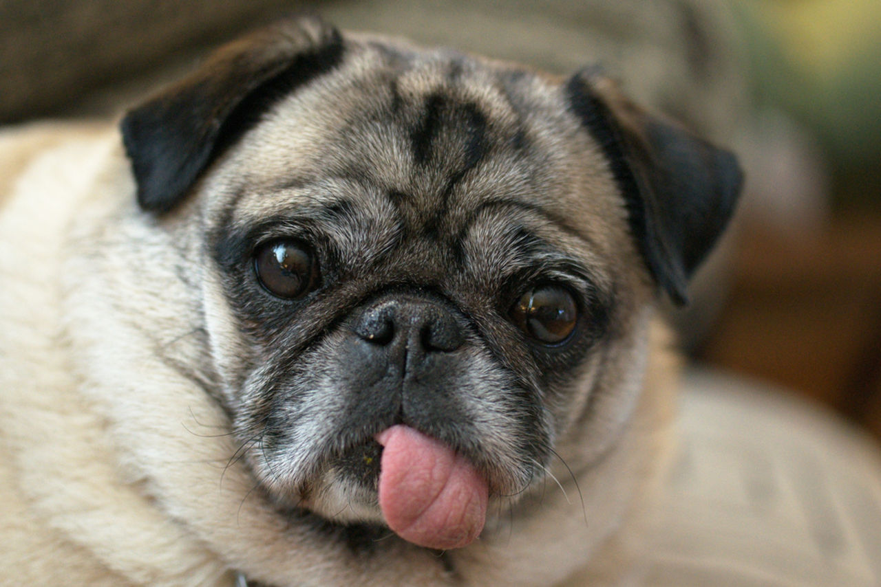 Hundar förstår hur människor fungerar