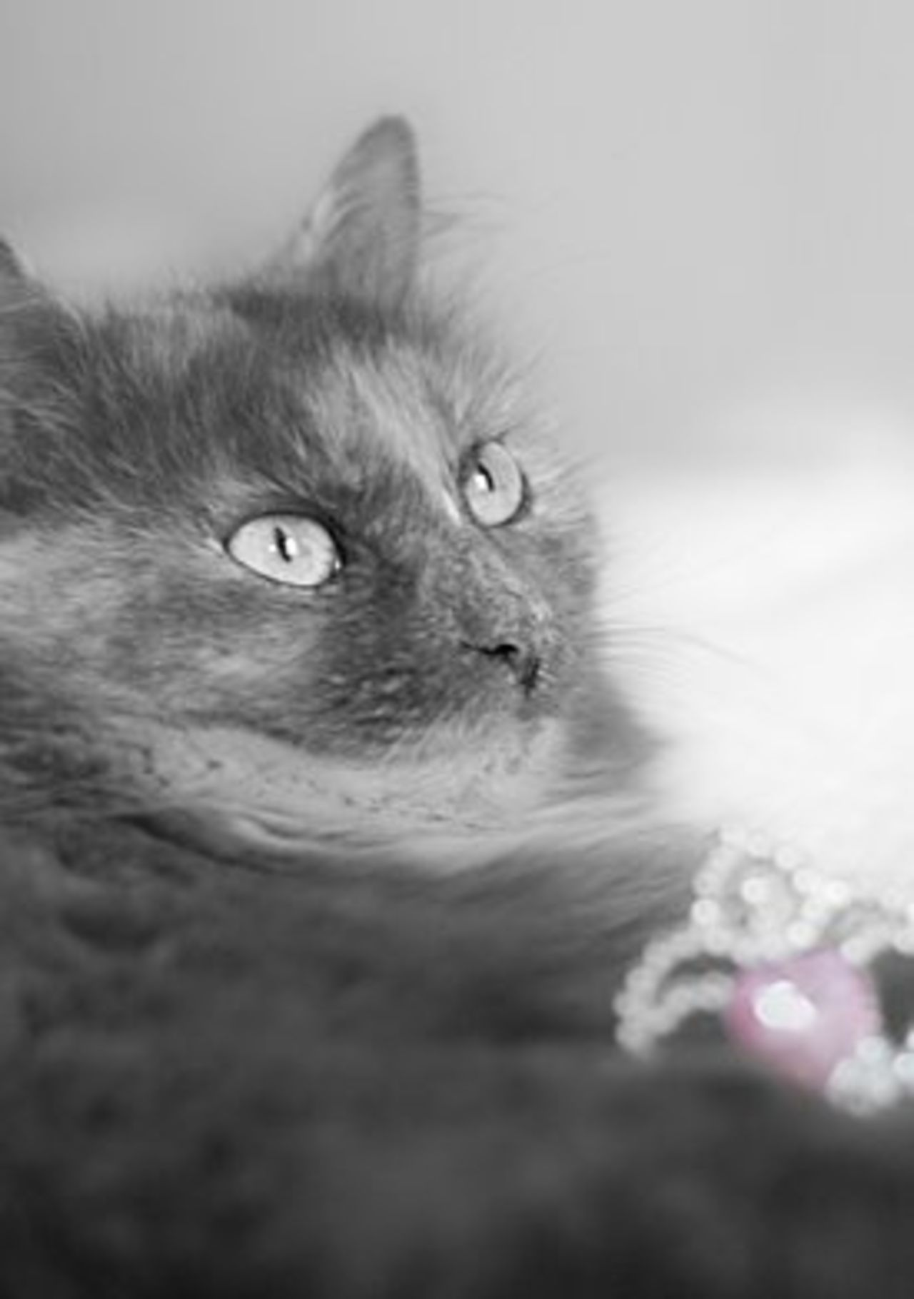 Bloggen om och av en katt