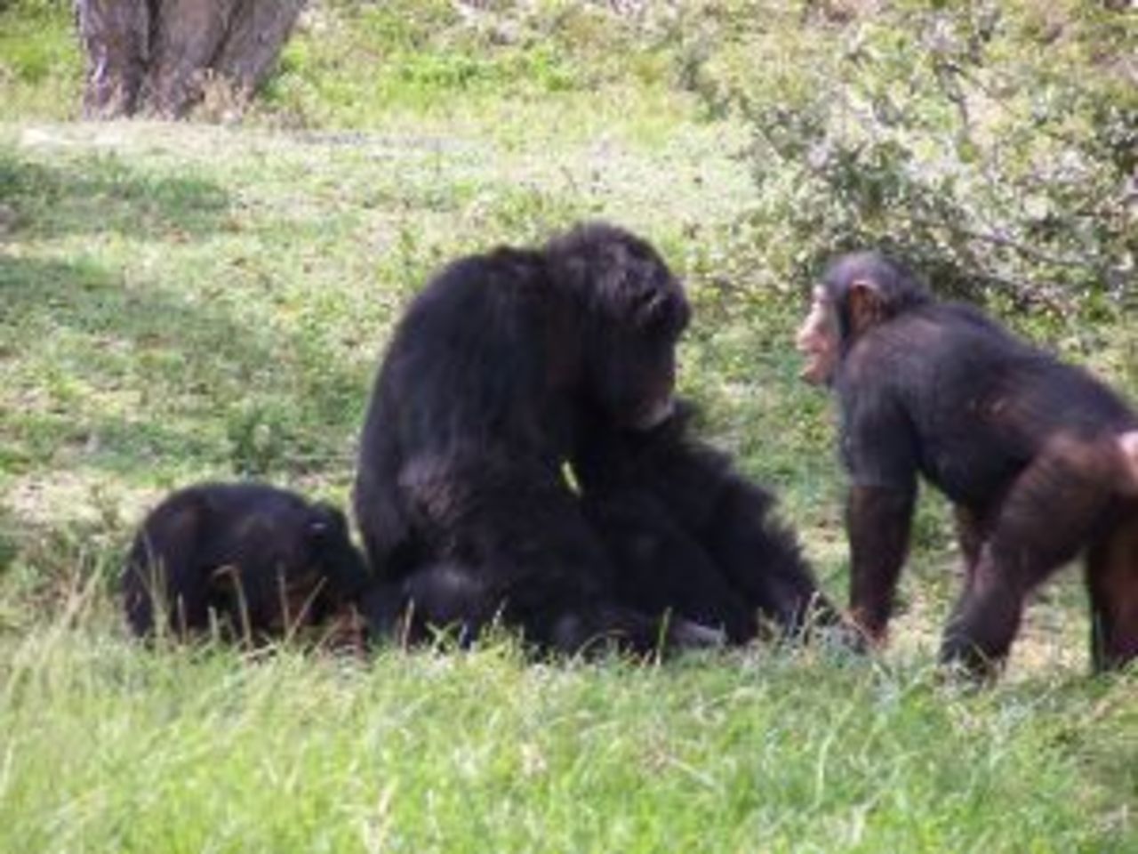 Okänd epidemi tar död på chimpanser i Guinea