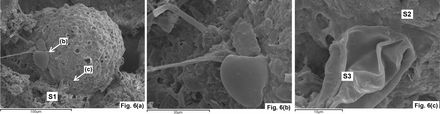 Tumnagel
