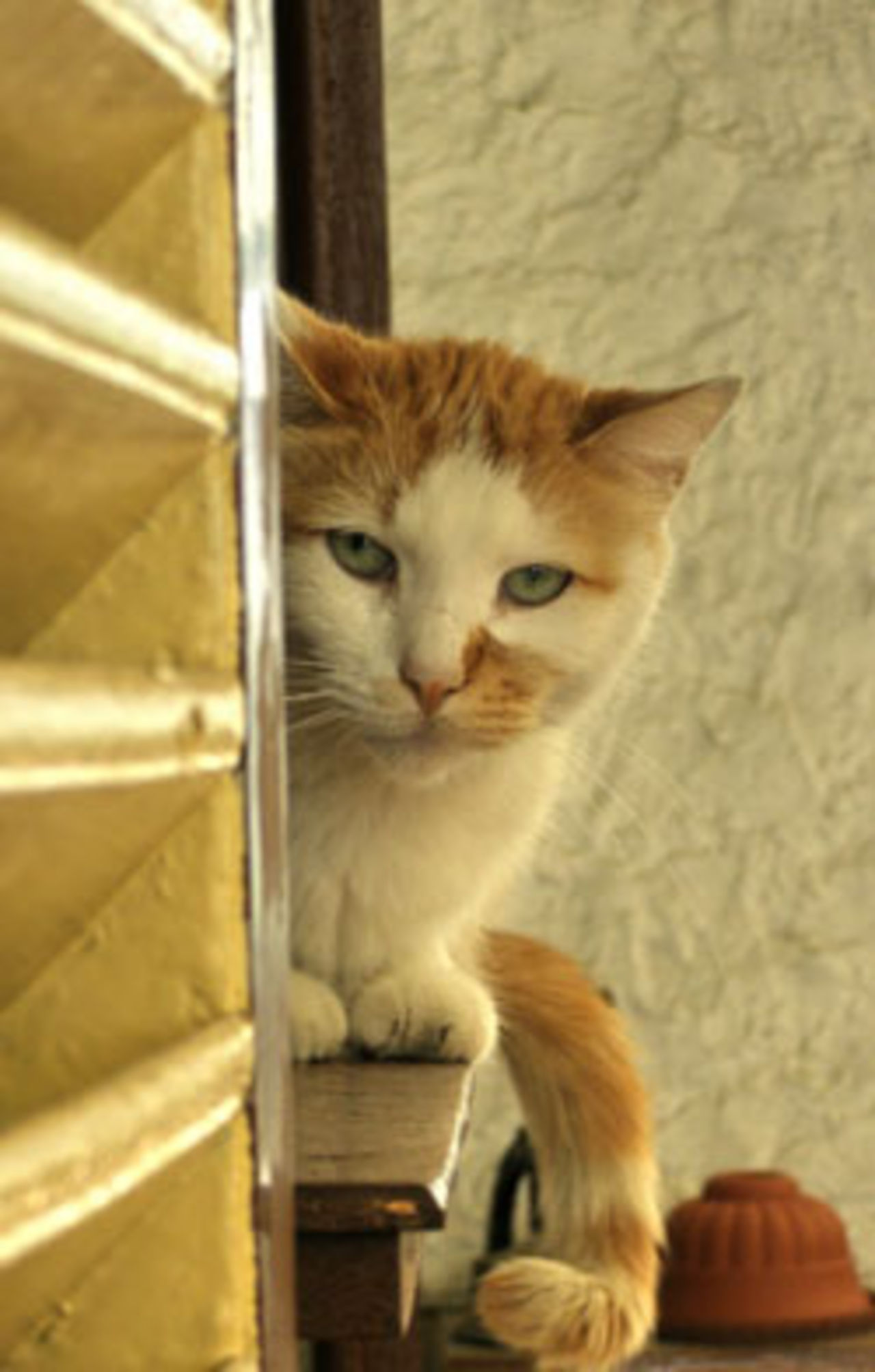 Helena ger inredningstips för kattägare