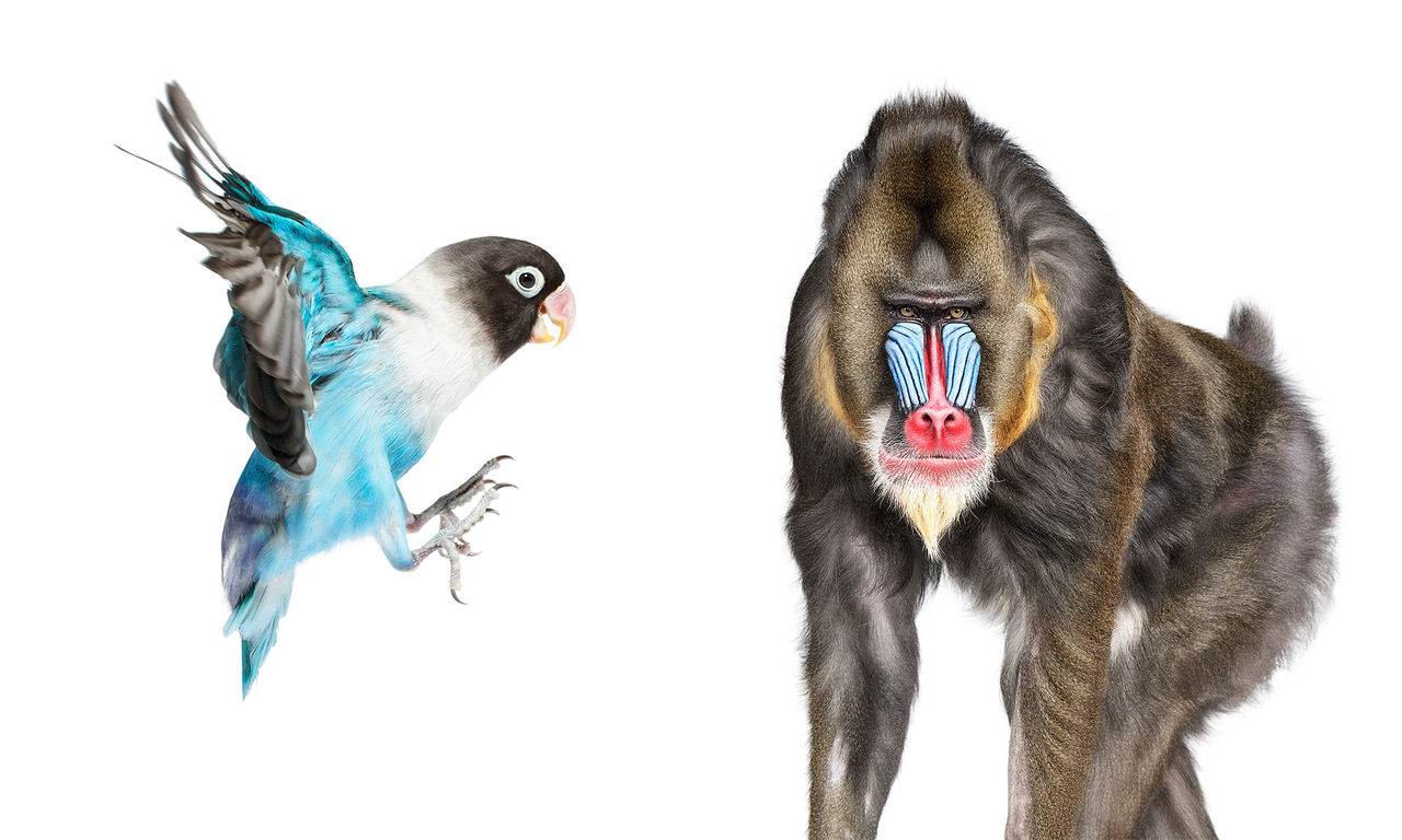 Vackra bilder på djur