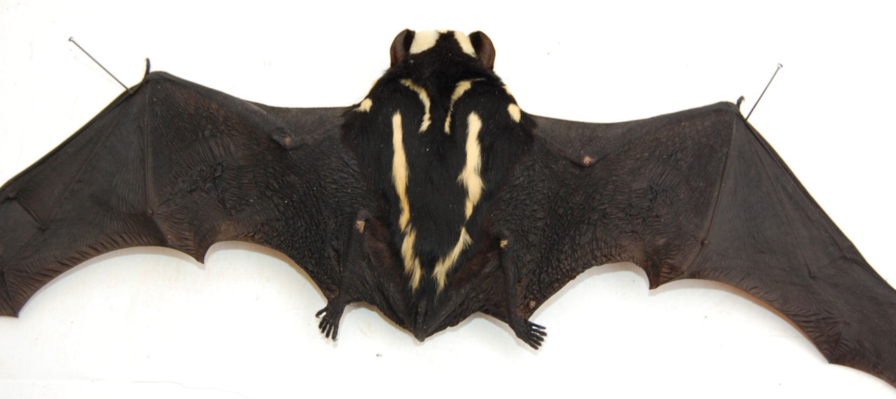 Ny fladdermus-art upptäckt