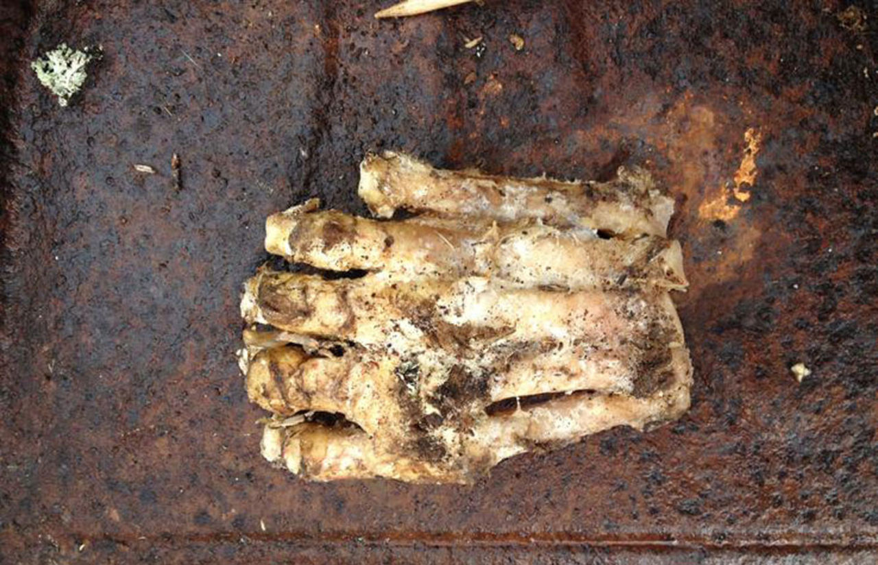 Bigfoots fot upphittad?