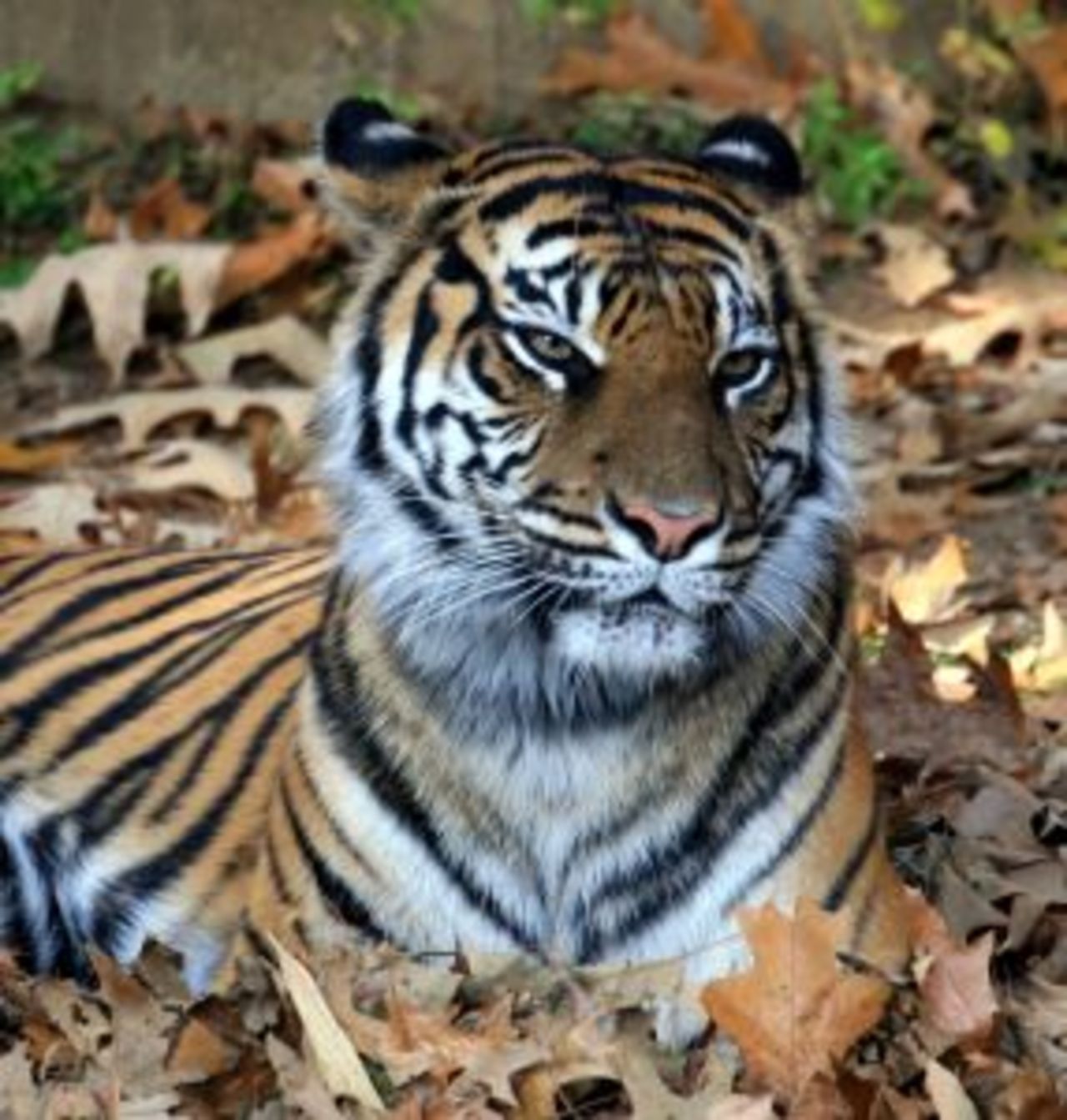 Tiger slet av man armen