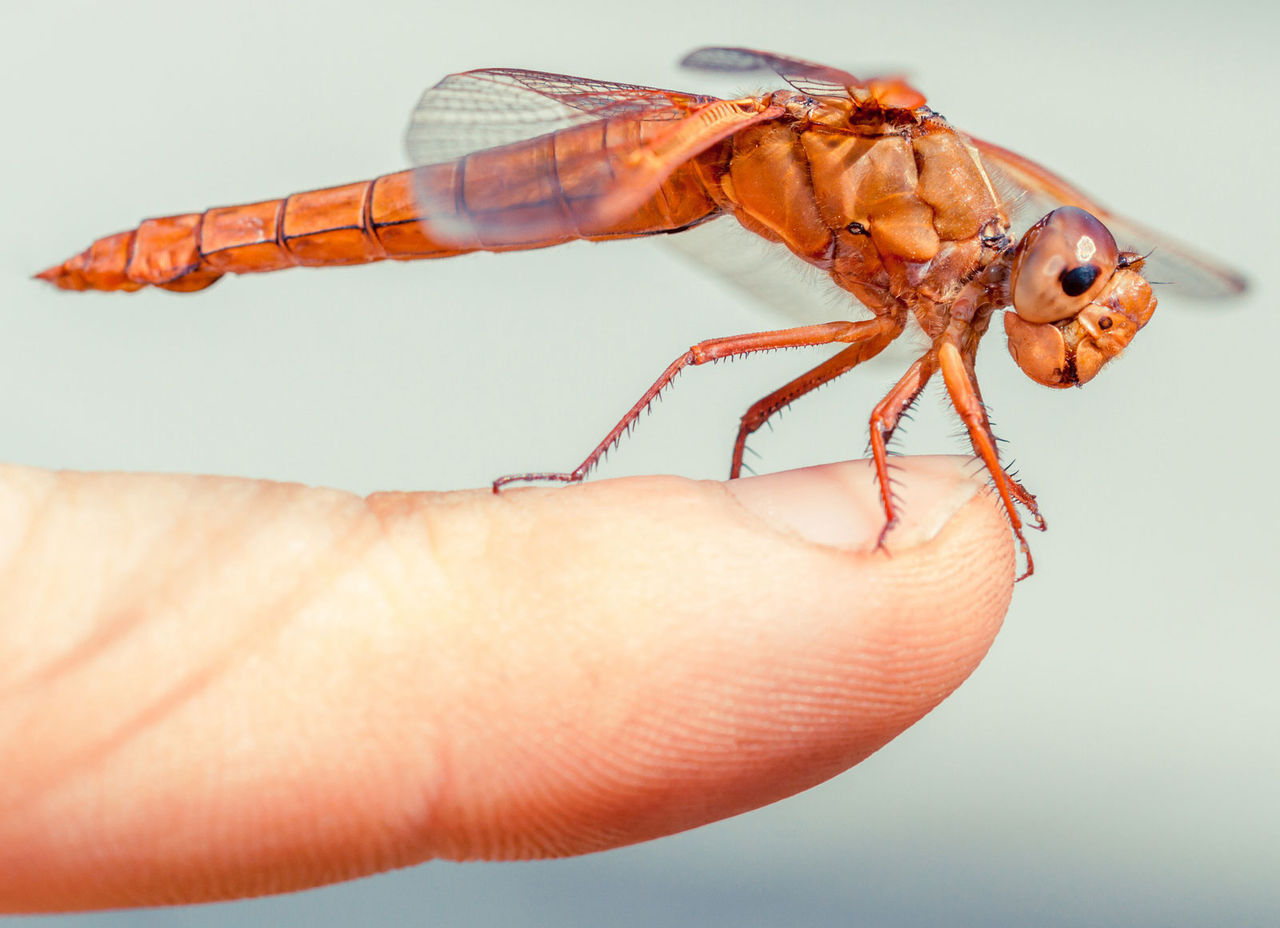 FN vill att vi ska äta mer insekter