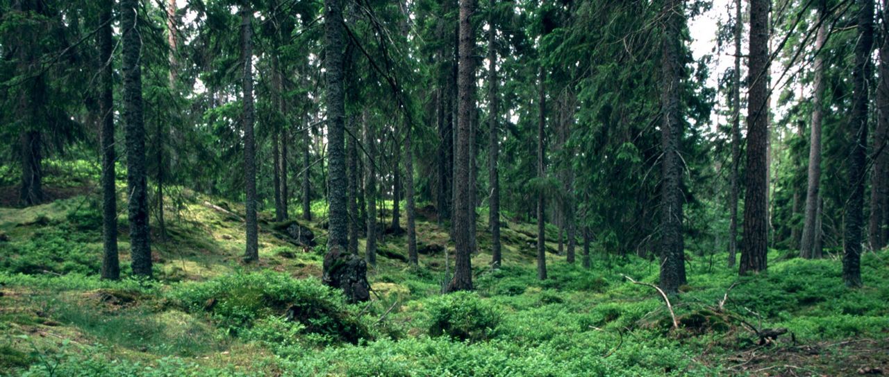 IKEA använde 13 609 000 kubikmeter träd förra året