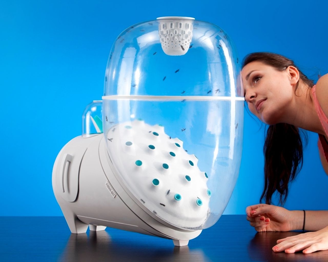 Odla ätbara insekter hemma