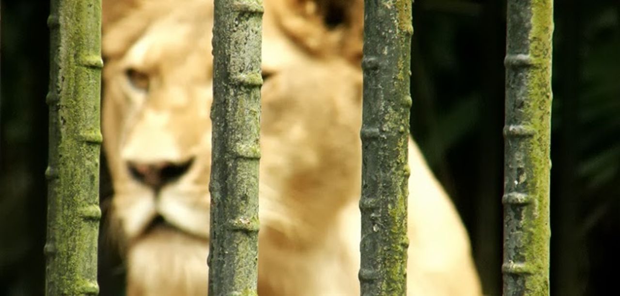 Costa Rica stänger sina djurparker