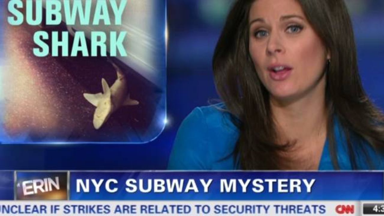 Haj hittad i New Yorks tunnelbana