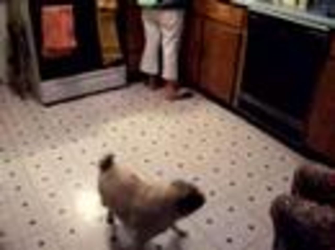 Hund imiterar mixer