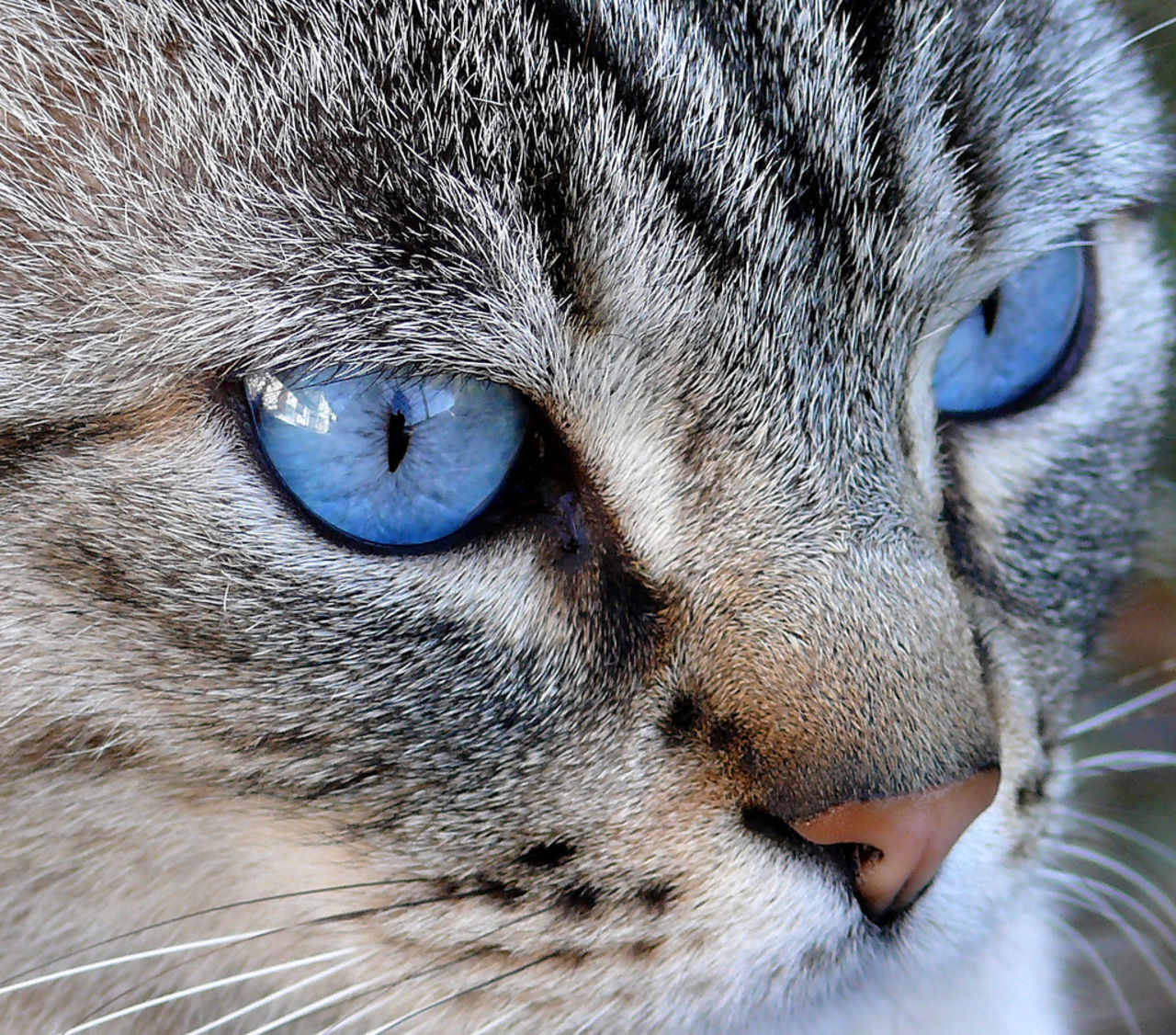 Katt-DNA fäller mördare i Storbritannien