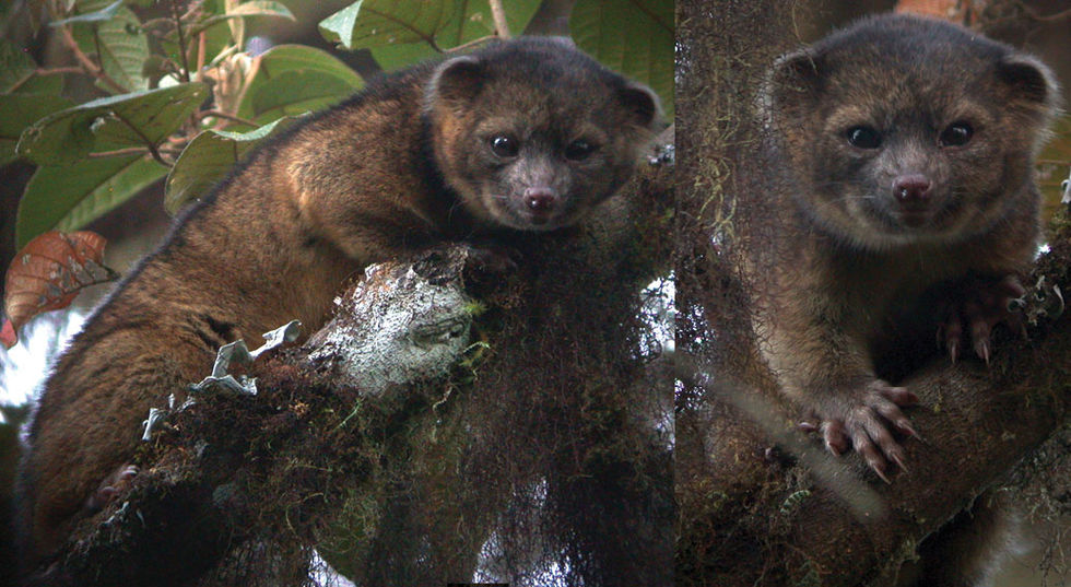 Olinguito - nytt däggdjur upptäckt i Ecuador