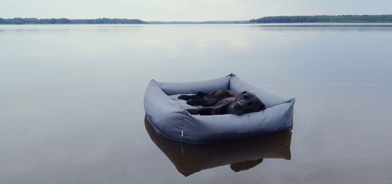 Låt hunden sova fint