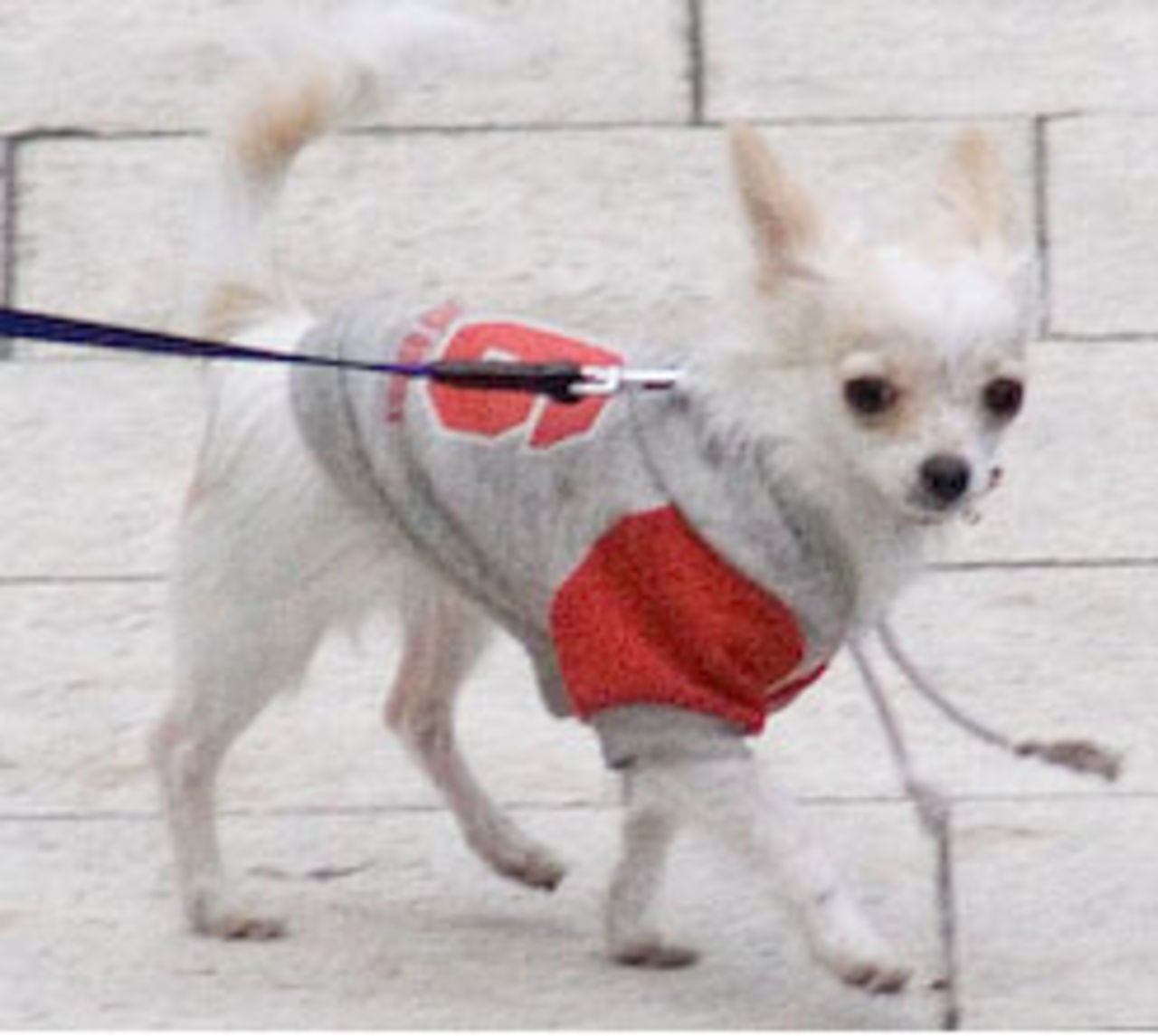 Stockholm Streetdog