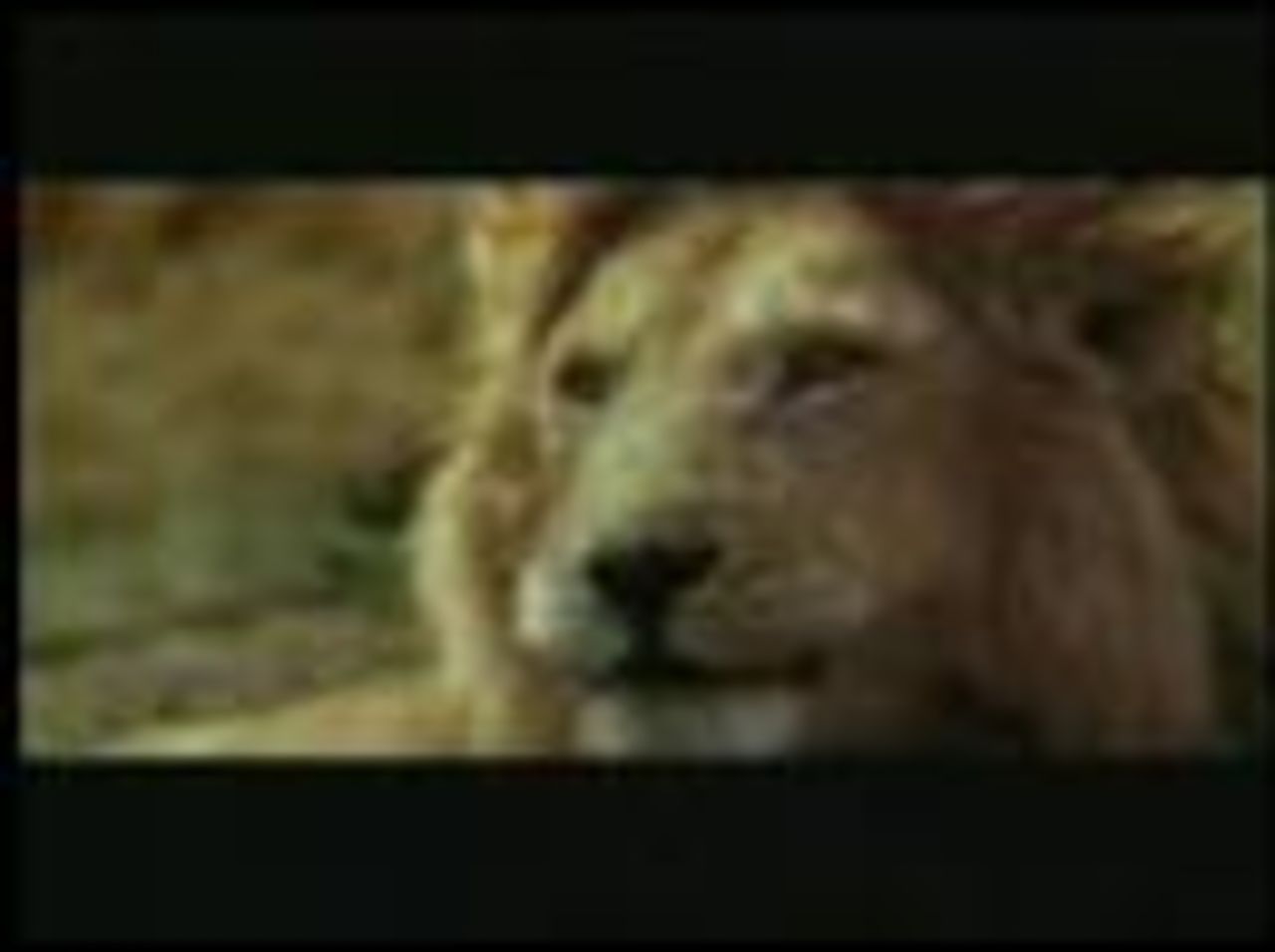 Ny Trailer för Africa!