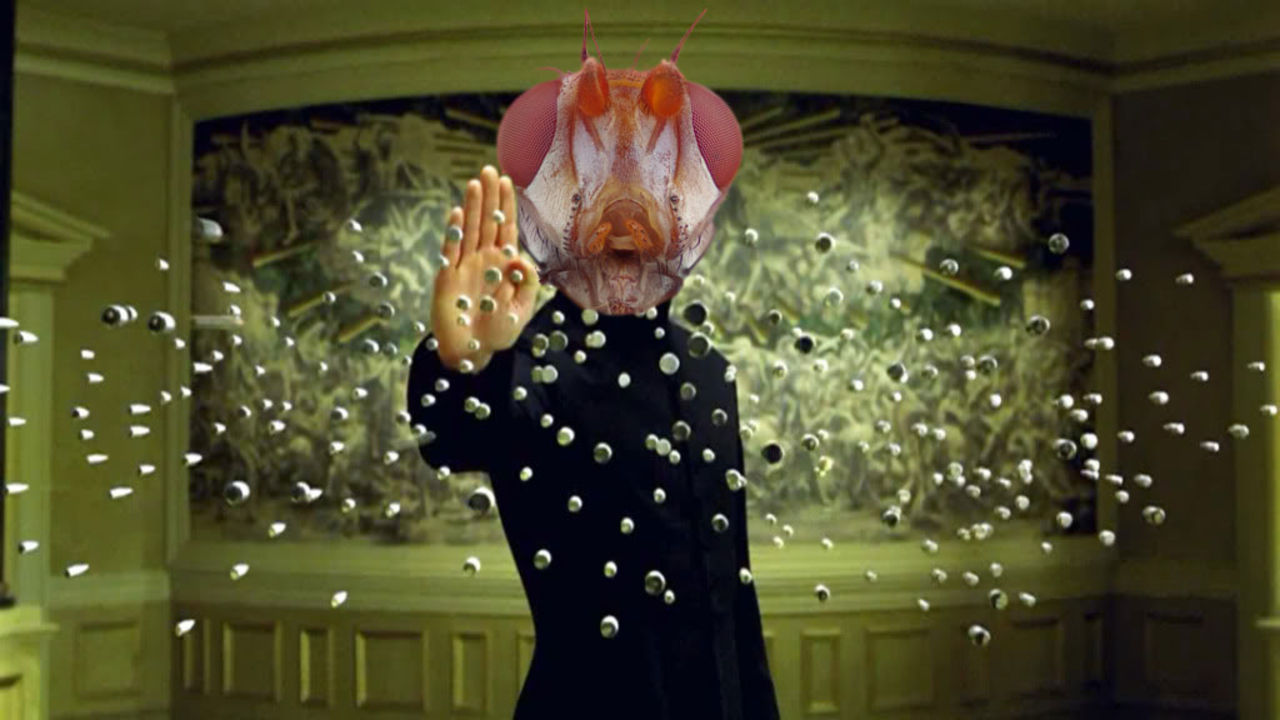 Flugor ser världen i slow motion