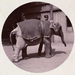Tumnagel