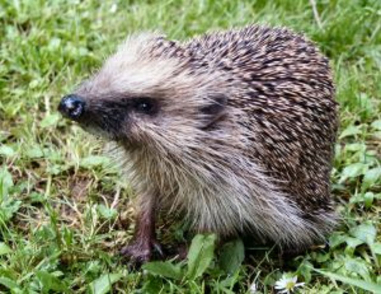 Mr. Skansen polisanmäld
