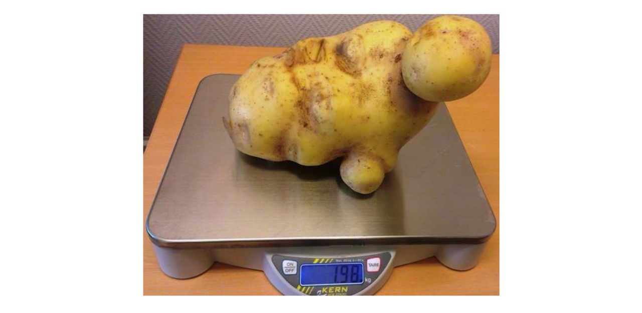 Sveriges största potatis