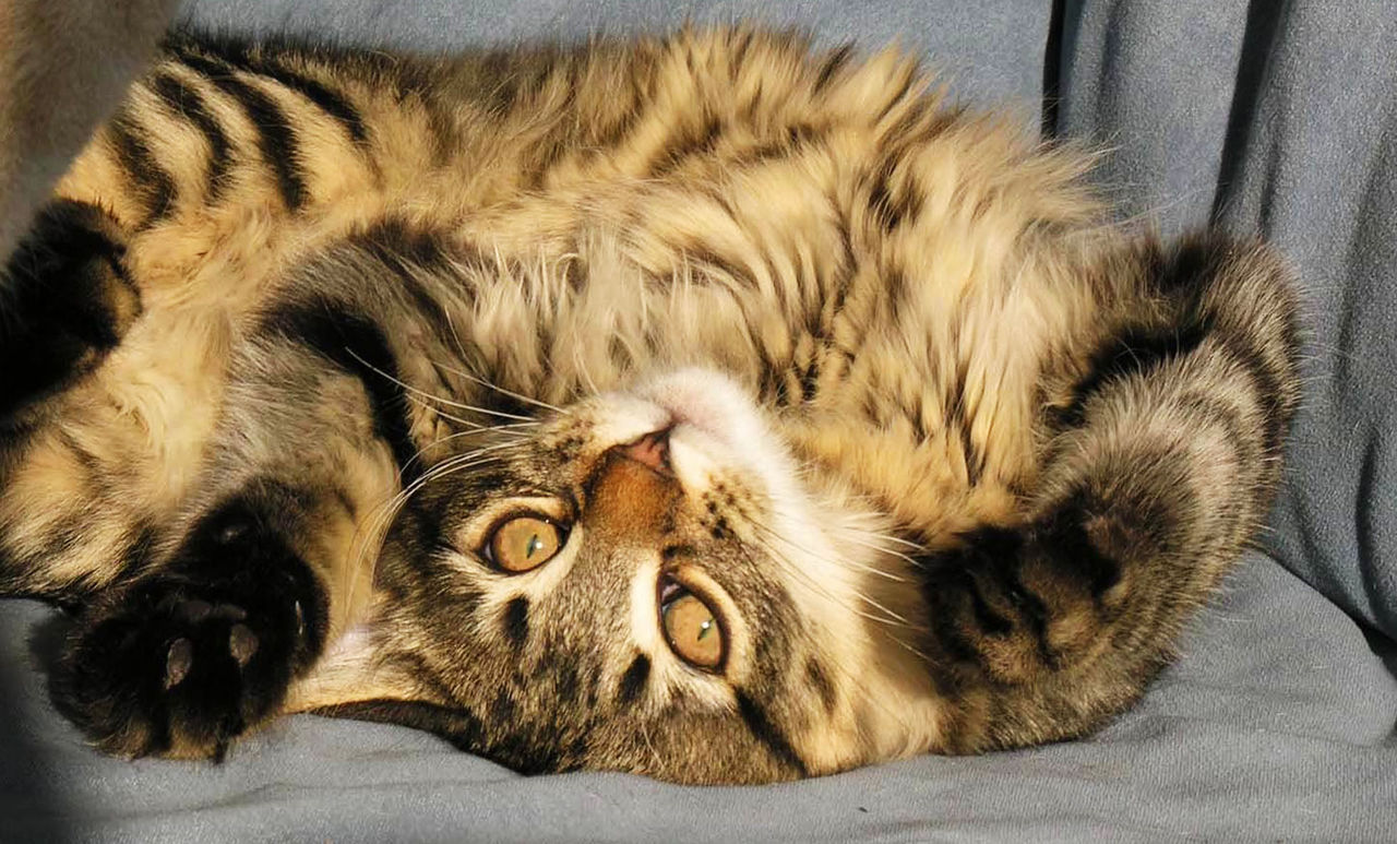 Uber åker ut med katter för den som vill kela