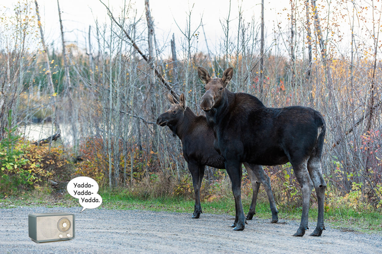 Älgar ska skrämmas bort med radio