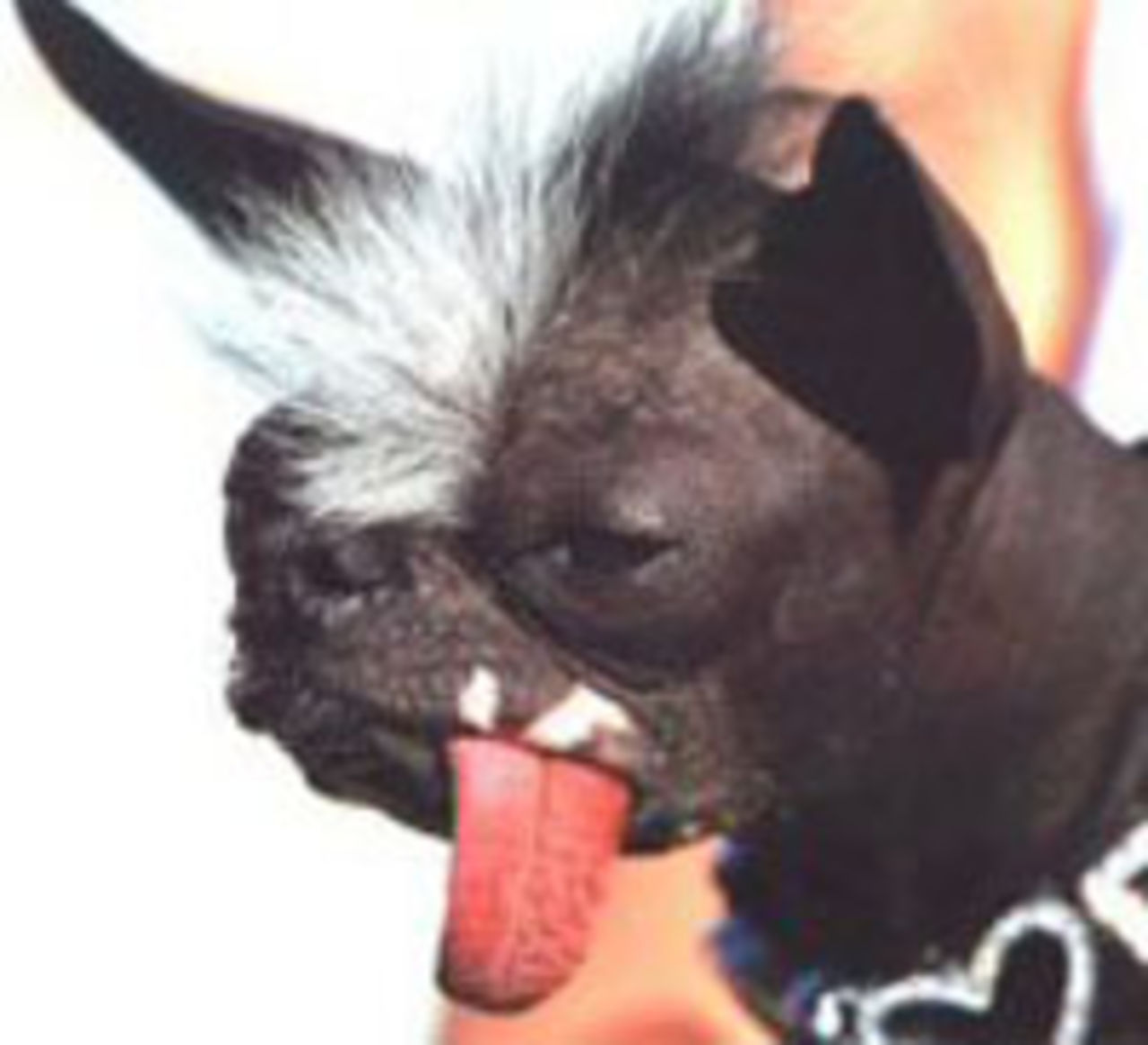 Världens fulaste hund är korad!