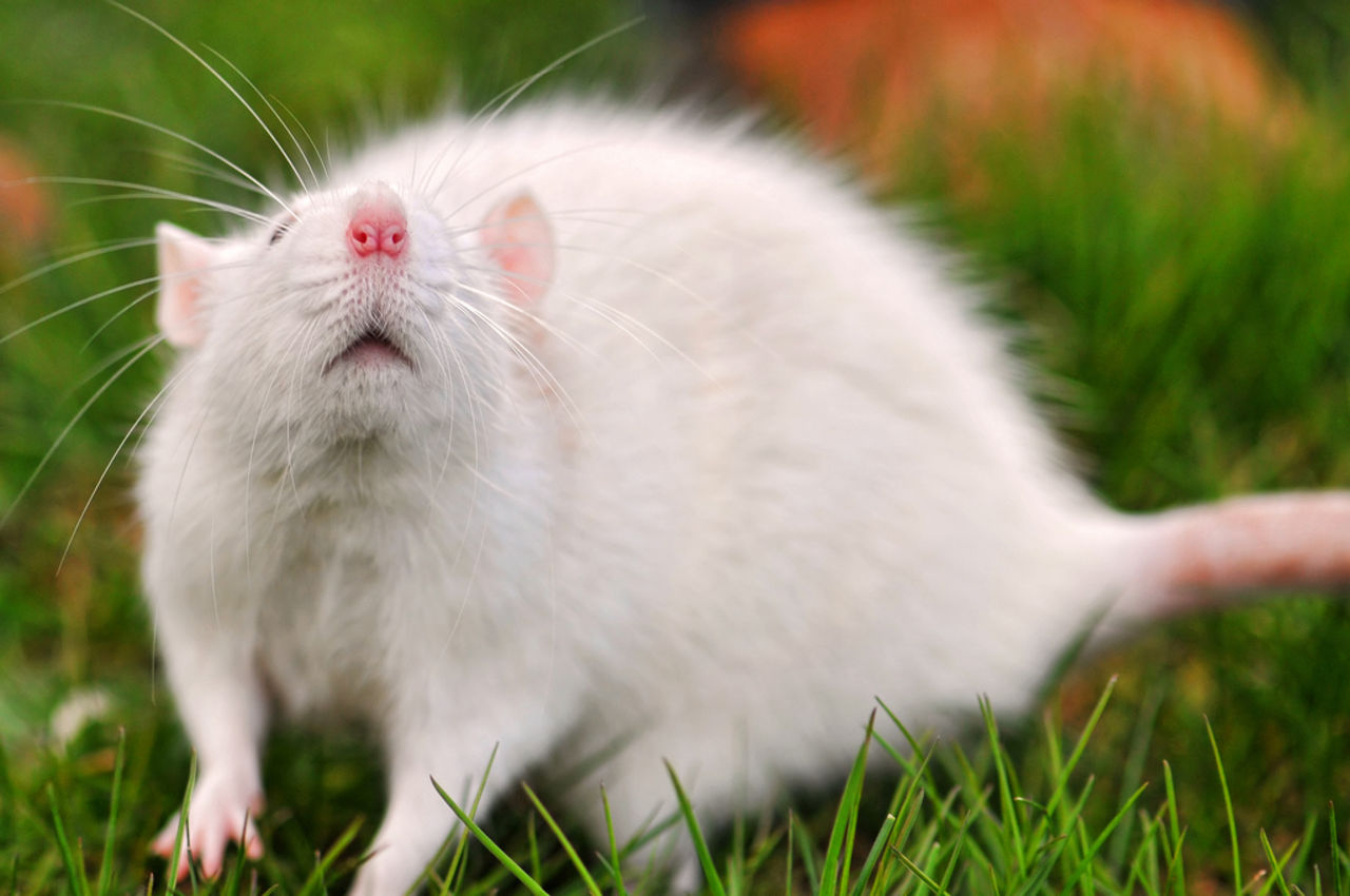 2 000 döda möss nedsläppta i fallskärm över Guam