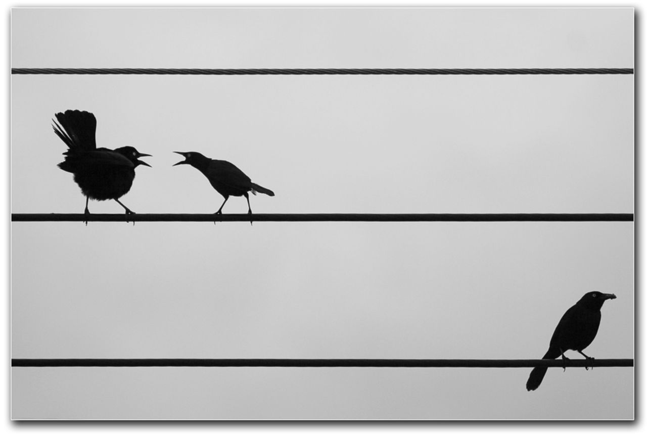 Twitter börjar med cookie-baserad annonsering