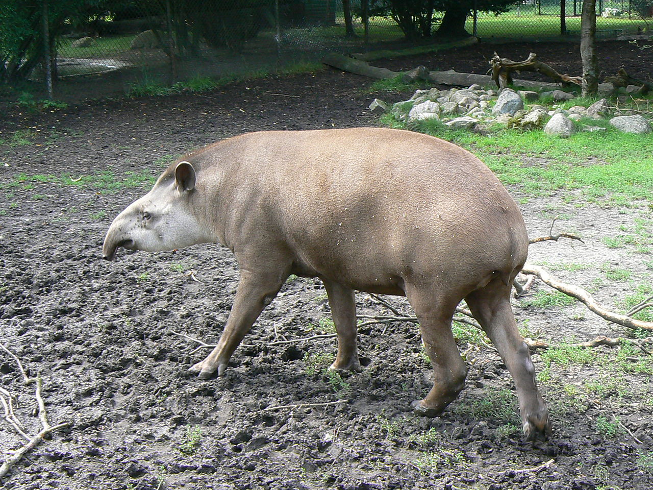 Ny Tapir-art hittat i Sydamerika