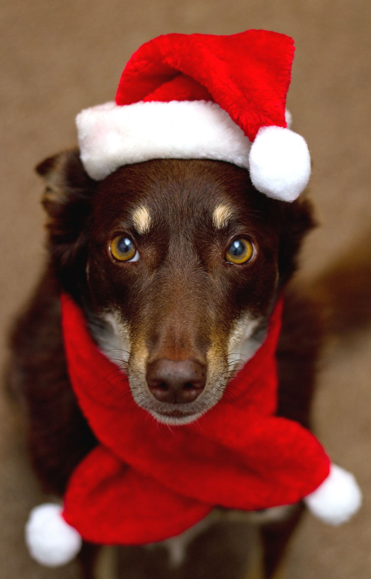 Vilka är de bästa panikjulklapparna?