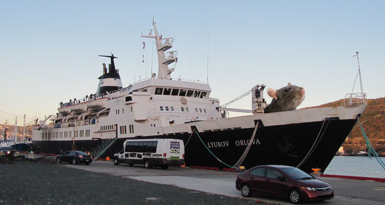 Spökskepp med kannibalråttor saknas