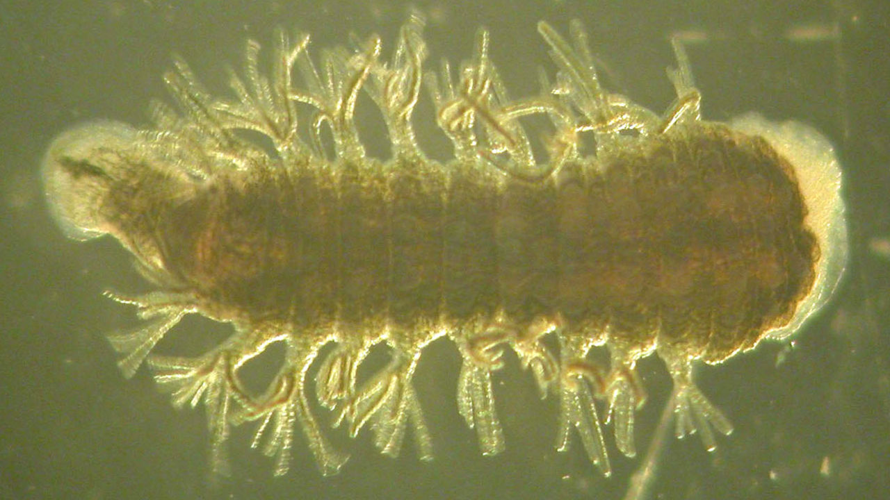 Denna lilla krabat kan leva i flytande kväve