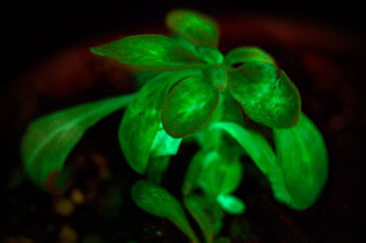 Växter som lyser i mörkret