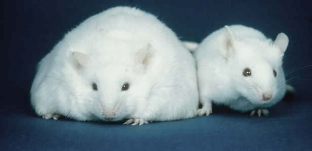 Studie visar att fett hämmar våra kognitiva förmågor