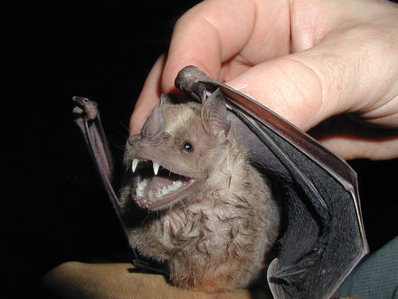 Tumnagel