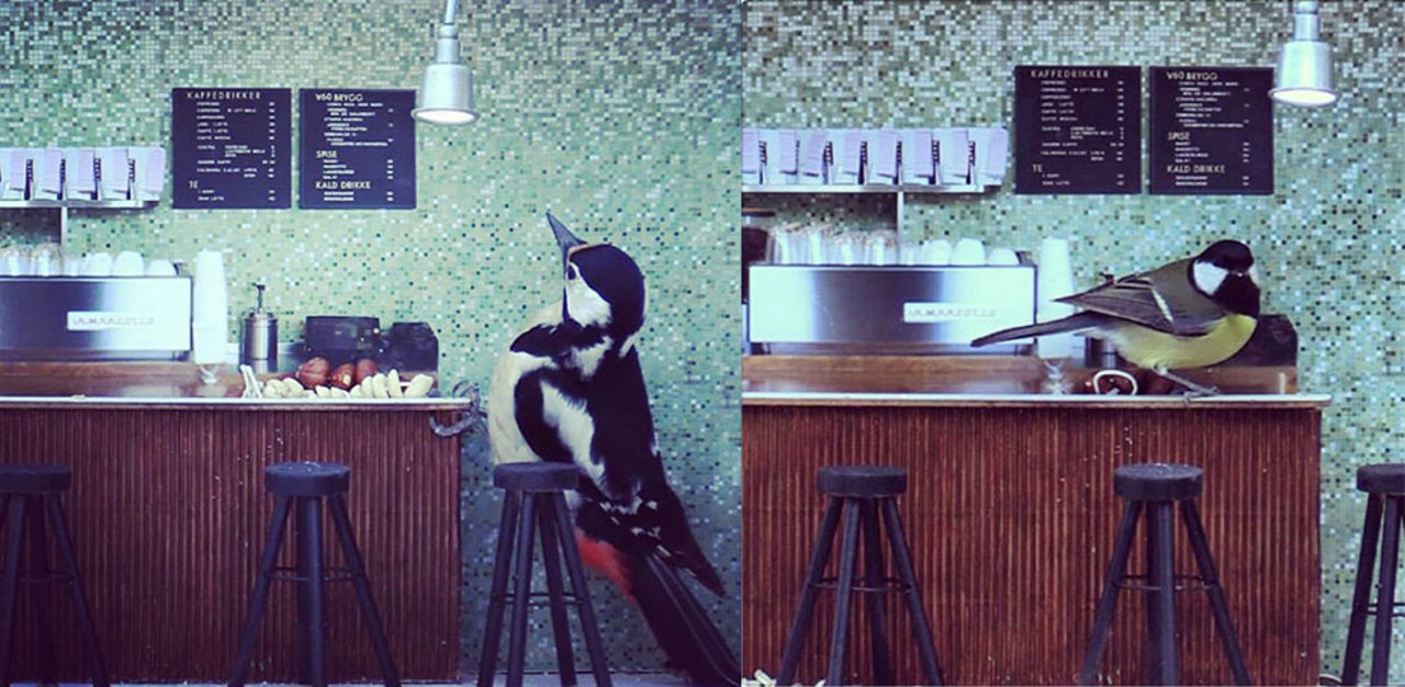 Piip-show - kolla in när fåglar äter