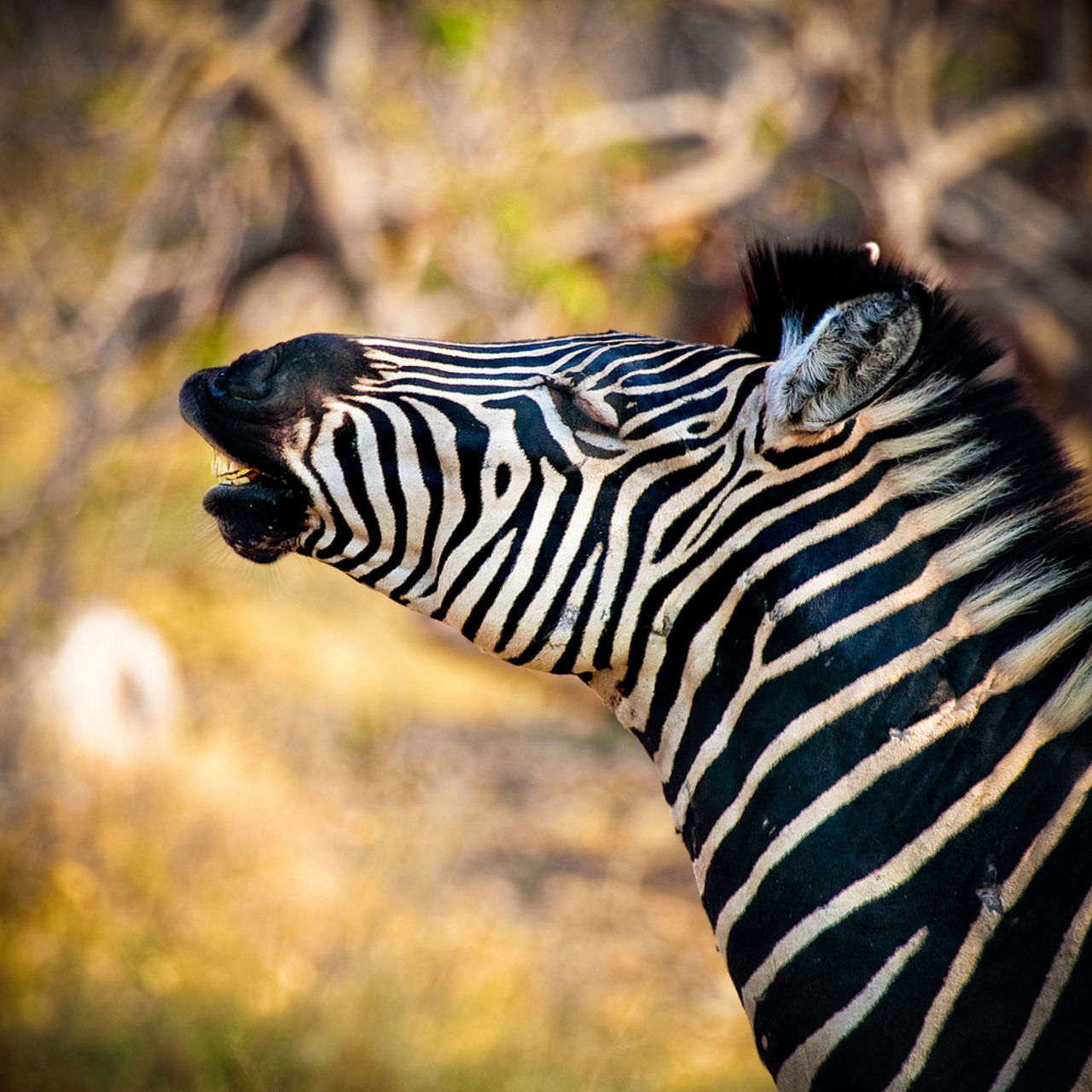 Därför är zebran randig