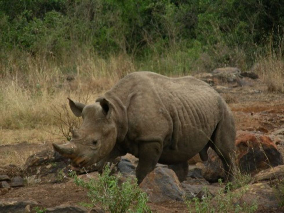Ökänd kenyansk tjuvskytt dödad