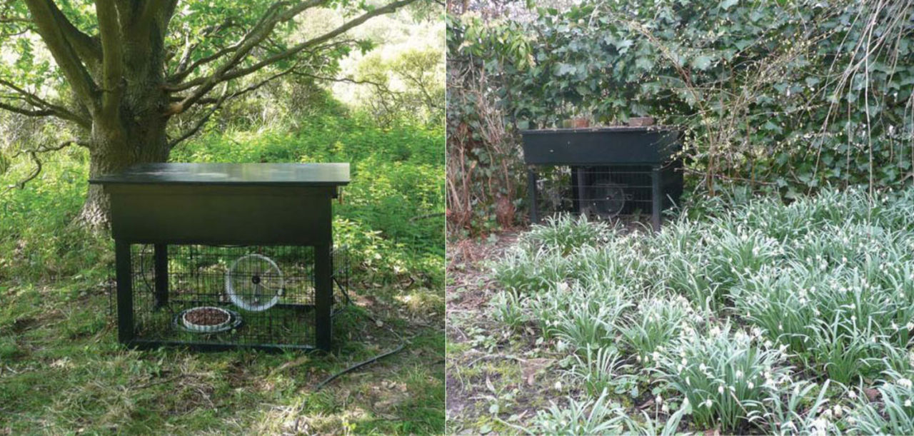 Även vilda djur gillar hamsterhjul