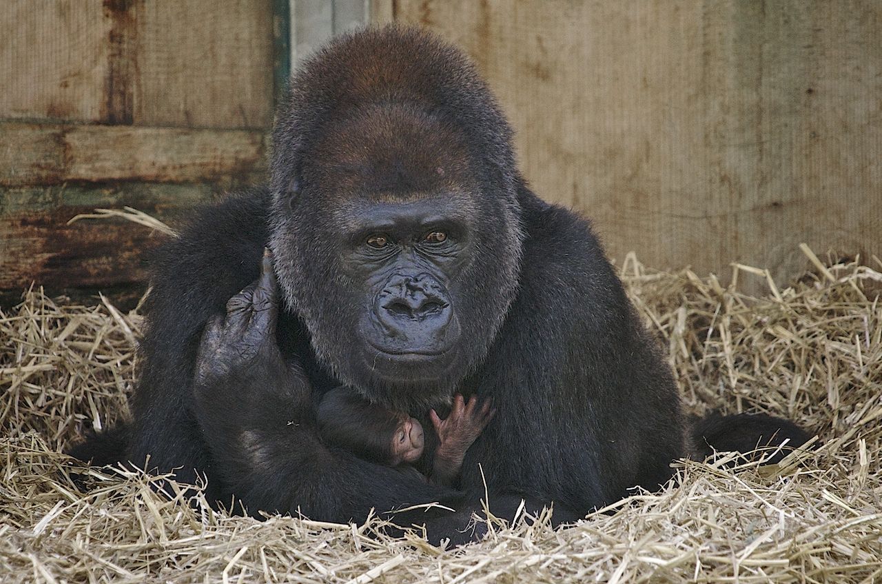 Amningsbilder får grönt ljus på Facebook
