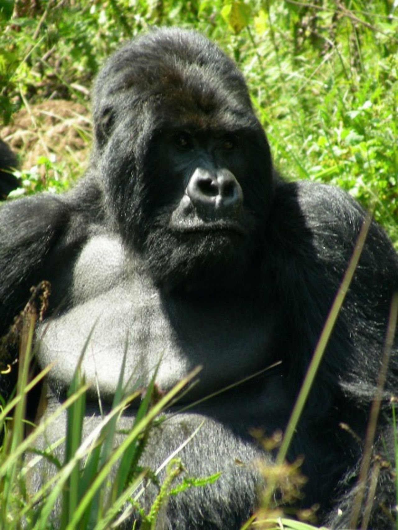 Gorillor i Kongo-Brazzaville döda av ebola-virus