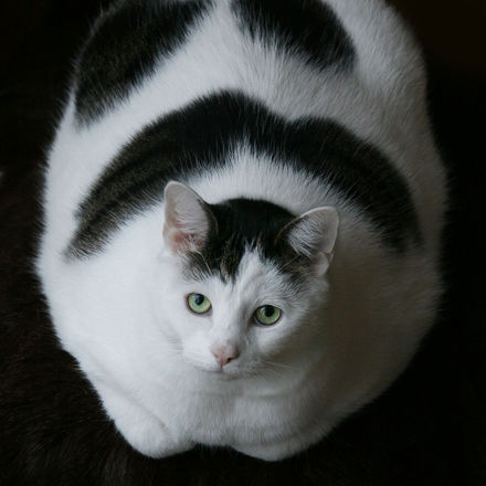 Tumnagel