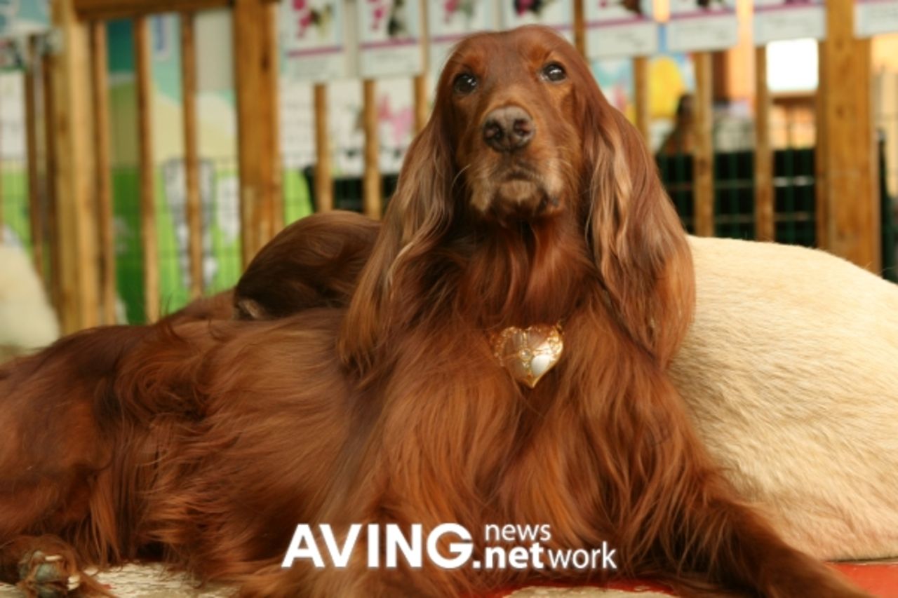 En mp3-spelare till husdjuret