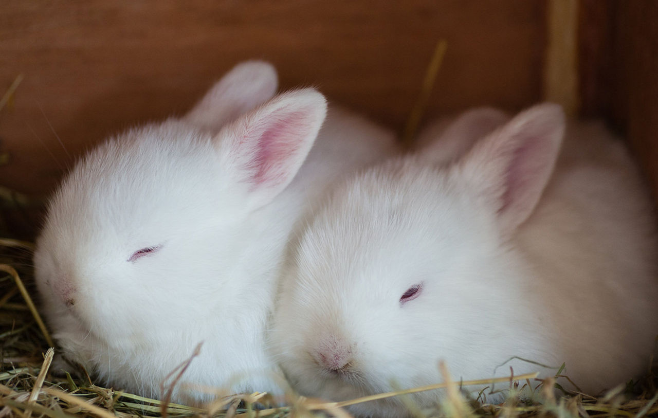 Nattsuddare intelligentare än morgonpigga?