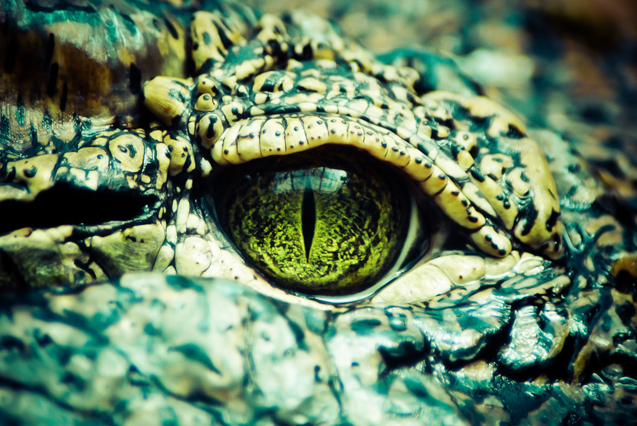 Krokodil attackerade människor i Florida