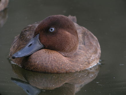 Tumnagel