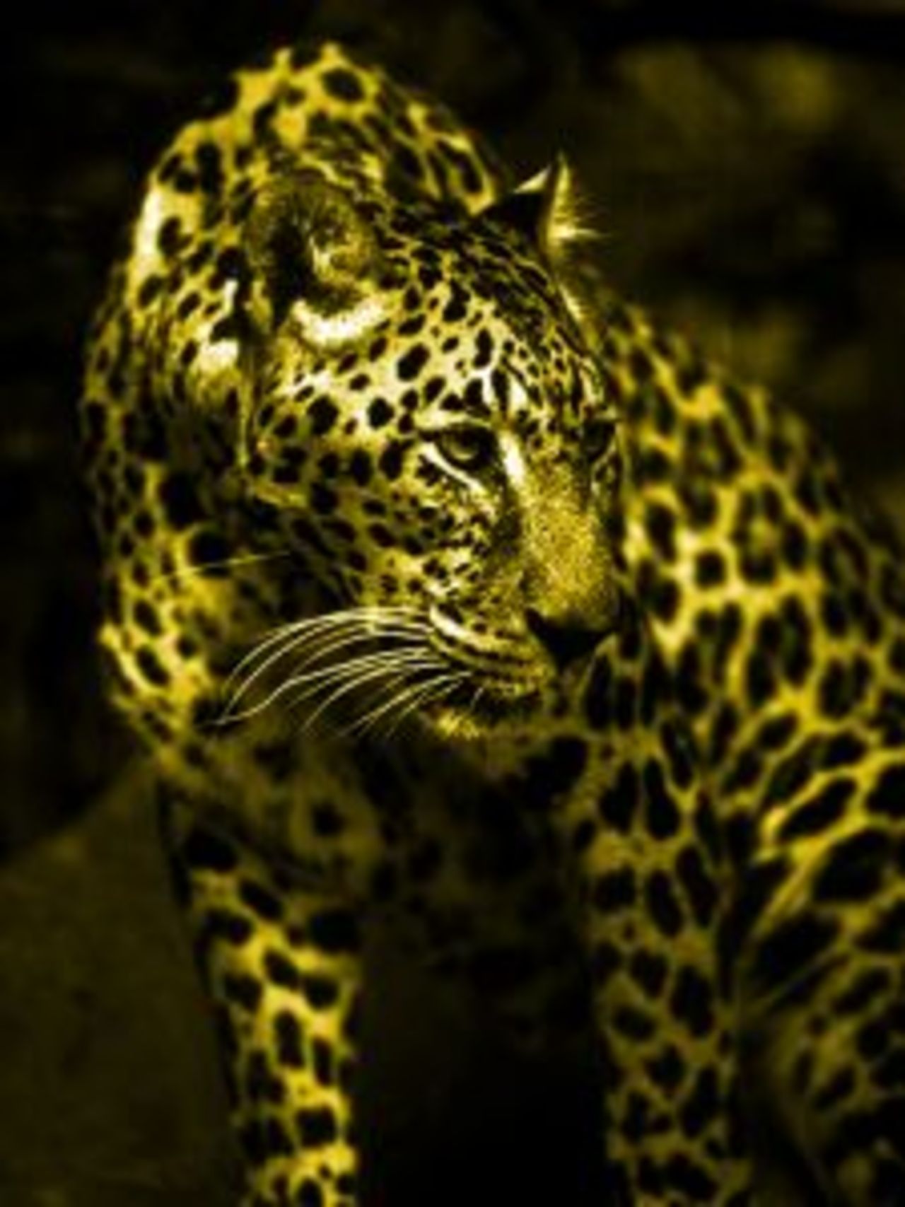47 leoparder återbördade till det vilda i Indien
