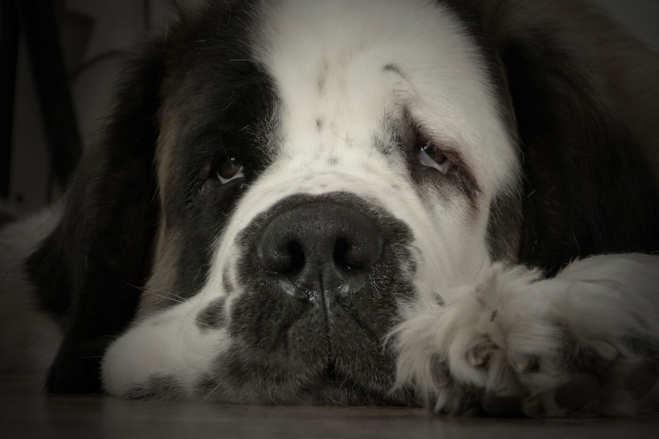 Google har hittat en säkerhetslucka i SSL-protokollet